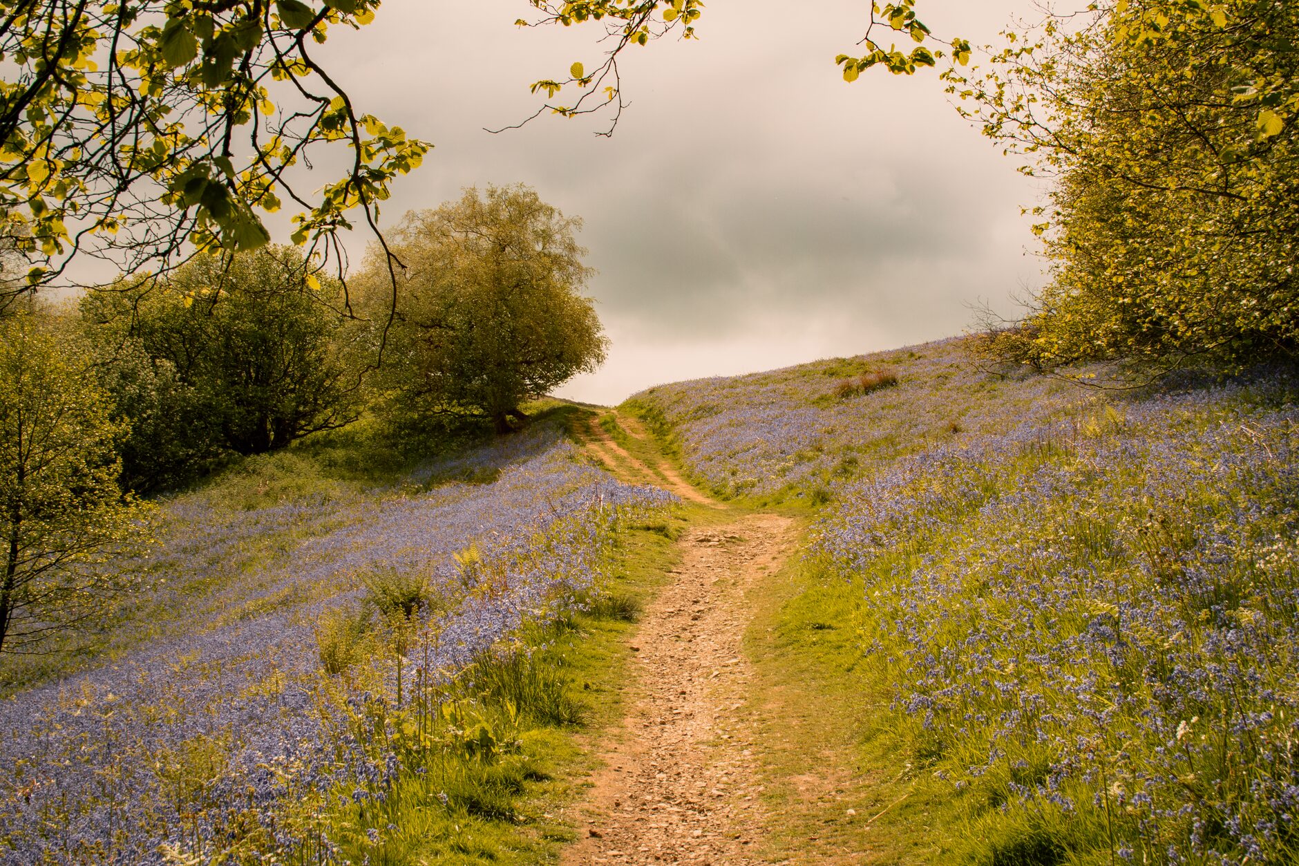 Spring footpath bordered by wildflowers in the English countryside