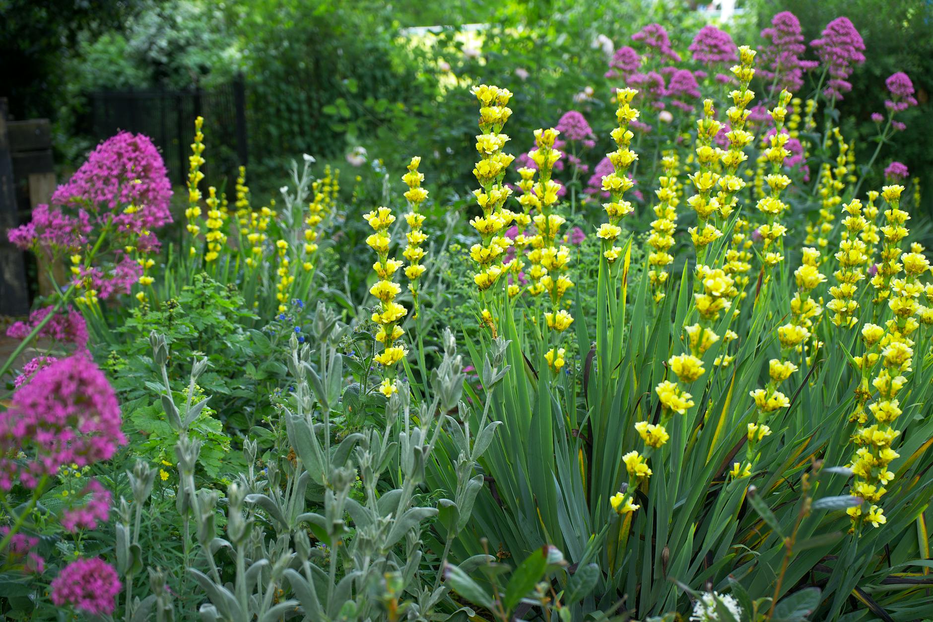 A colourful English summer garden in full bloom with yellow and pink flowers