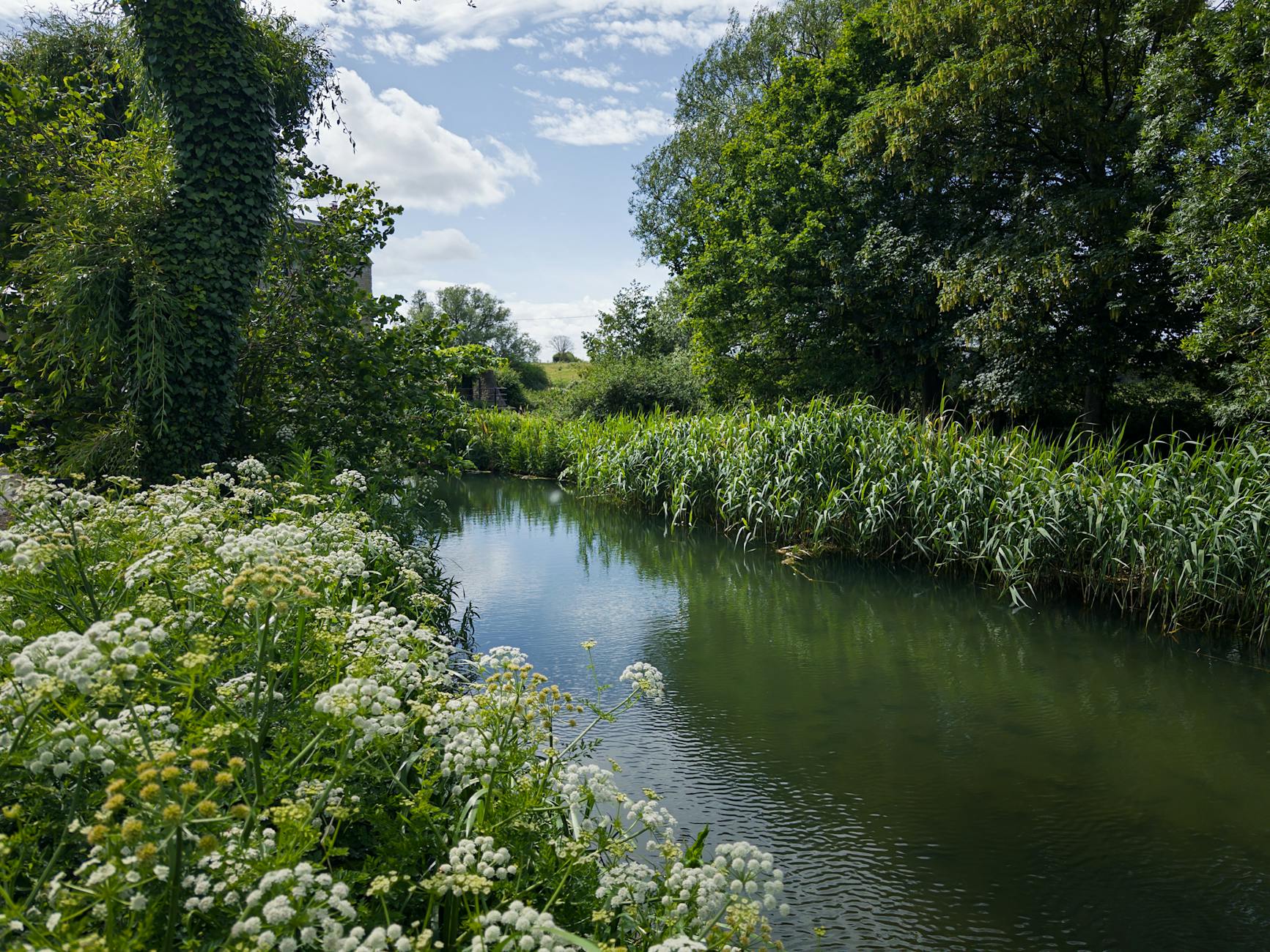 A clear stream flowing through lush green Cotswolds countryside on a sunny summer day