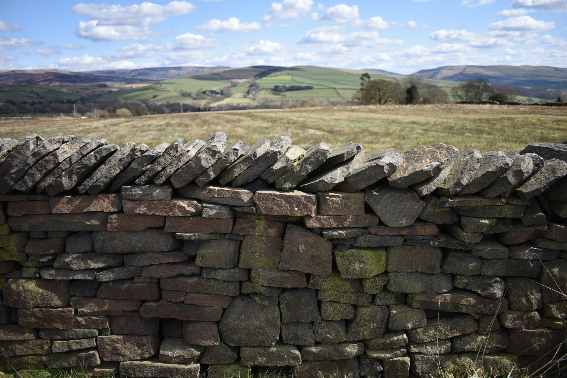 Traditional drystone wall running across green Cotswold farmland