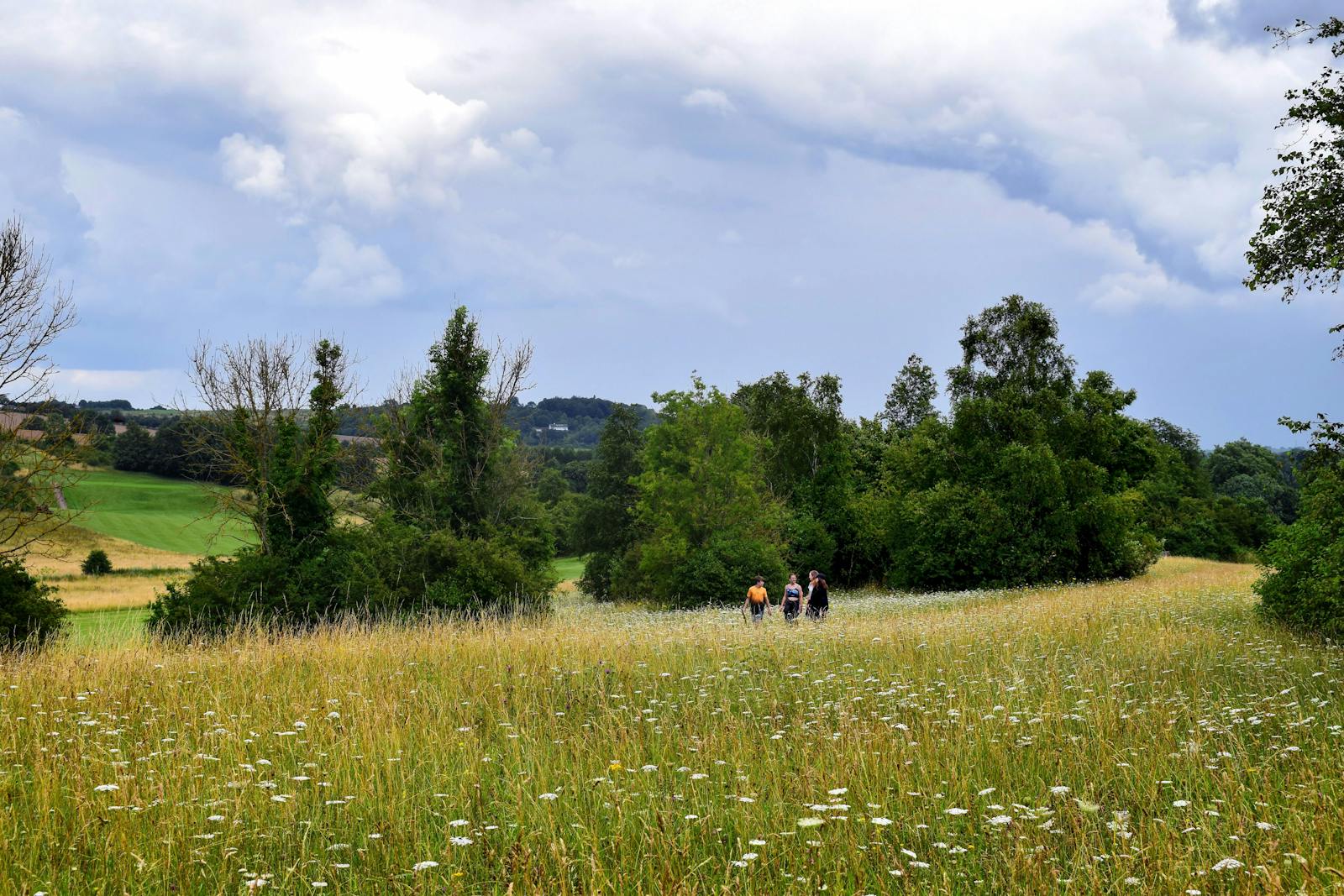 A flower-rich limestone grassland meadow in the Cotswolds countryside in summer