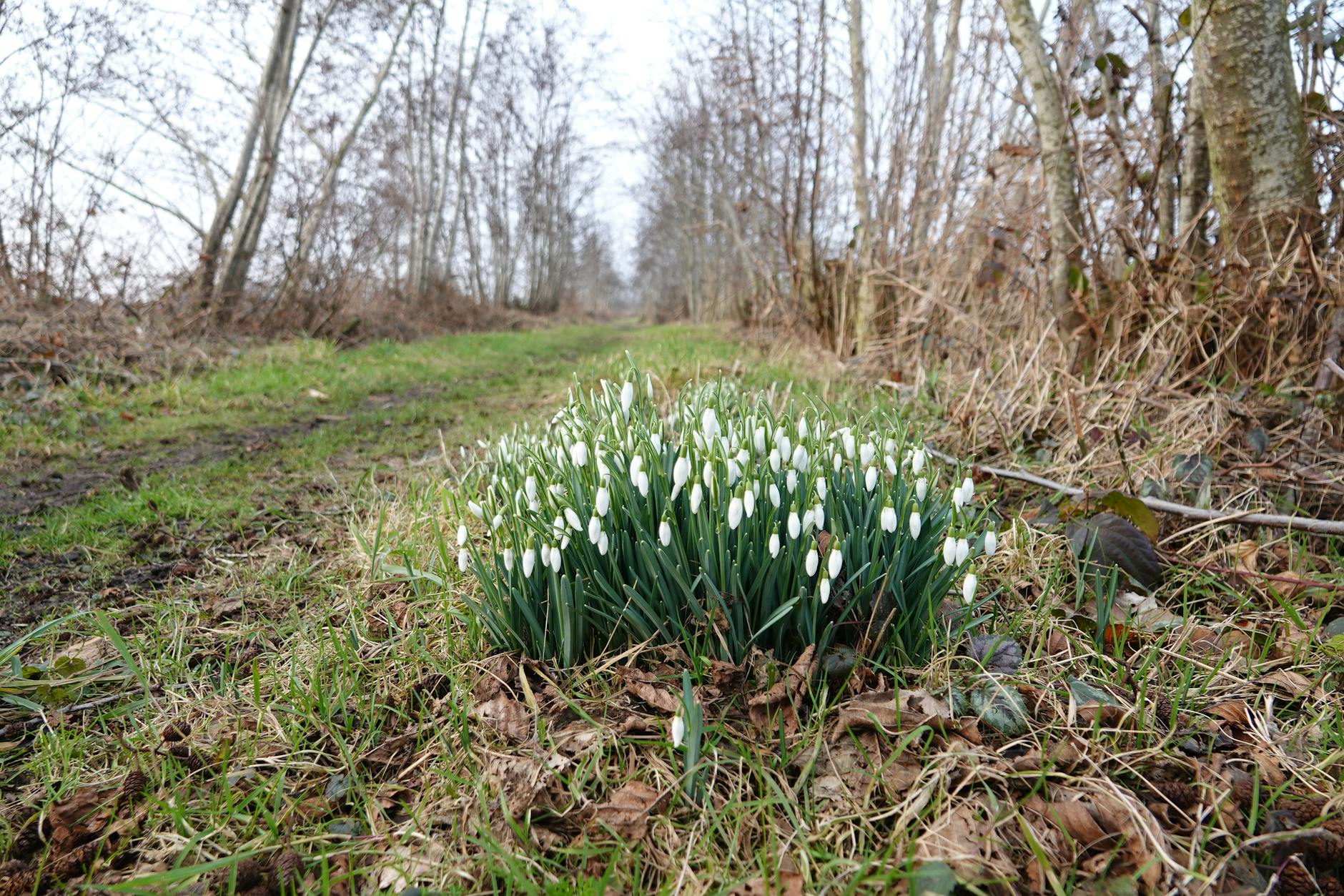 A cluster of white snowdrops blooming on a woodland path in late winter