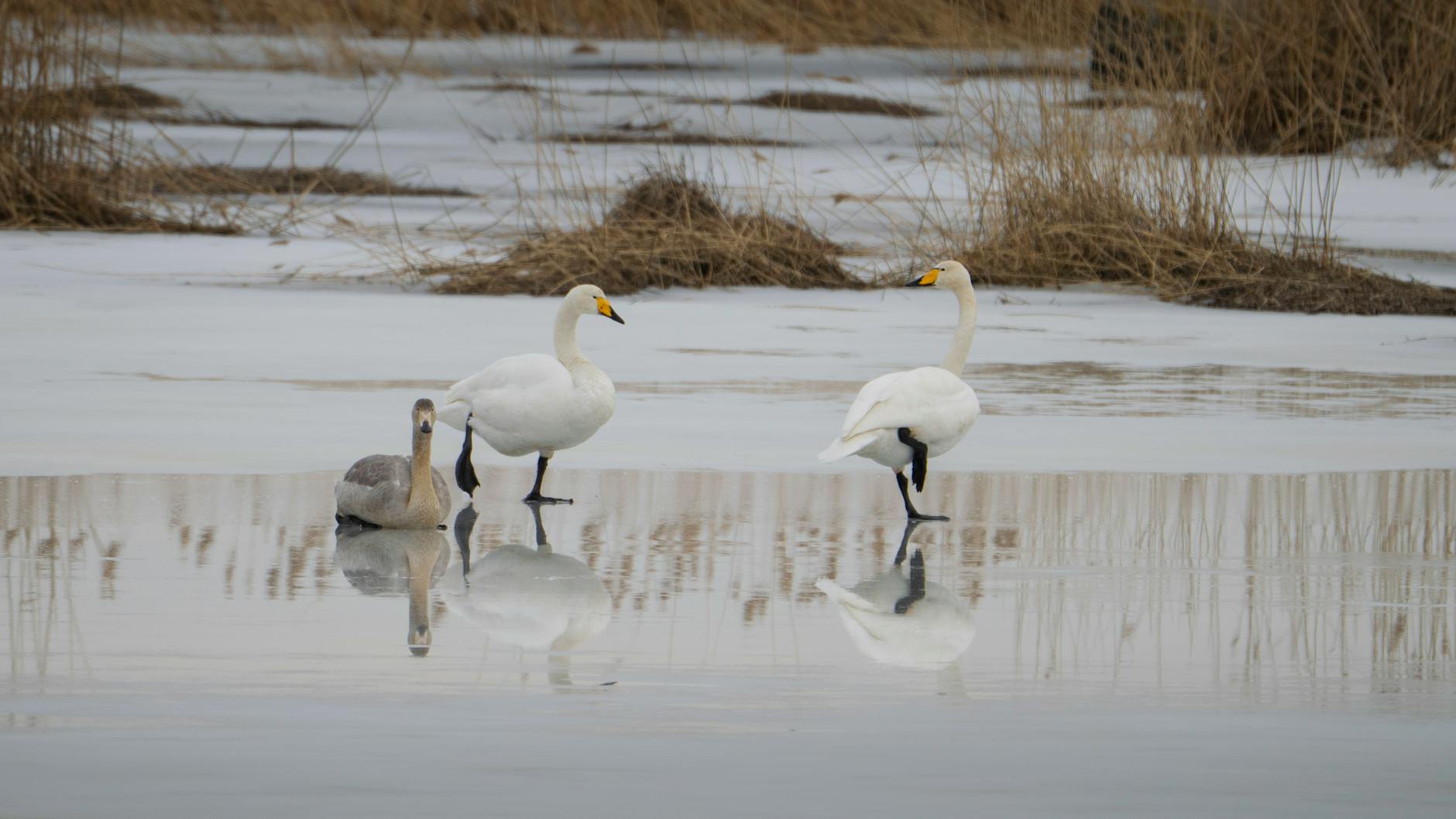 Wild swans on a calm winter wetland, like the overwintering swans at Slimbridge