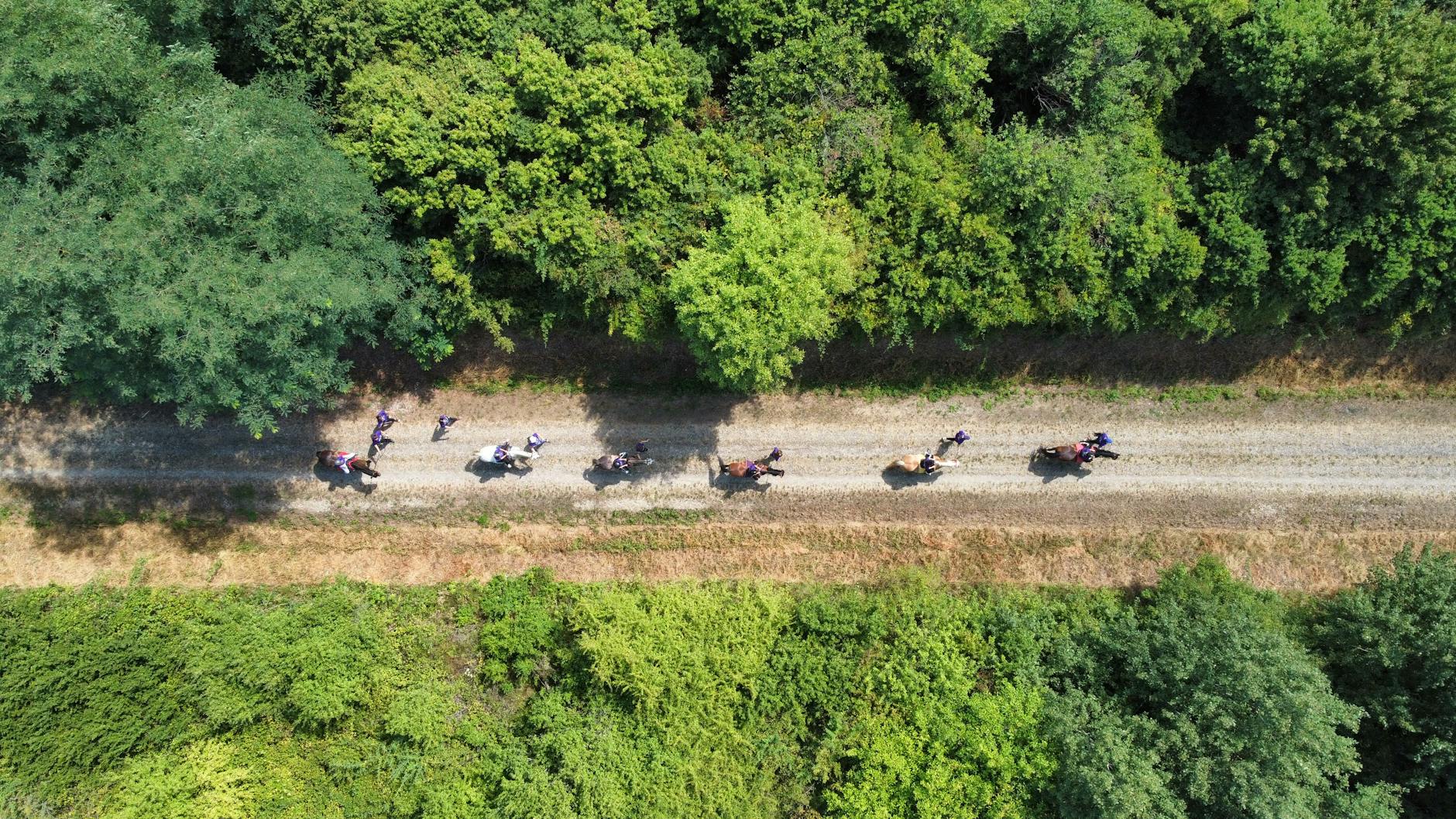 A group of horse riders hacking along a track through lush green countryside
