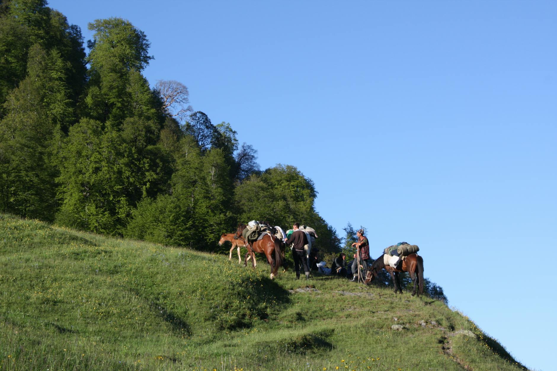 Riders and horses on a green hillside under a clear sky in the countryside
