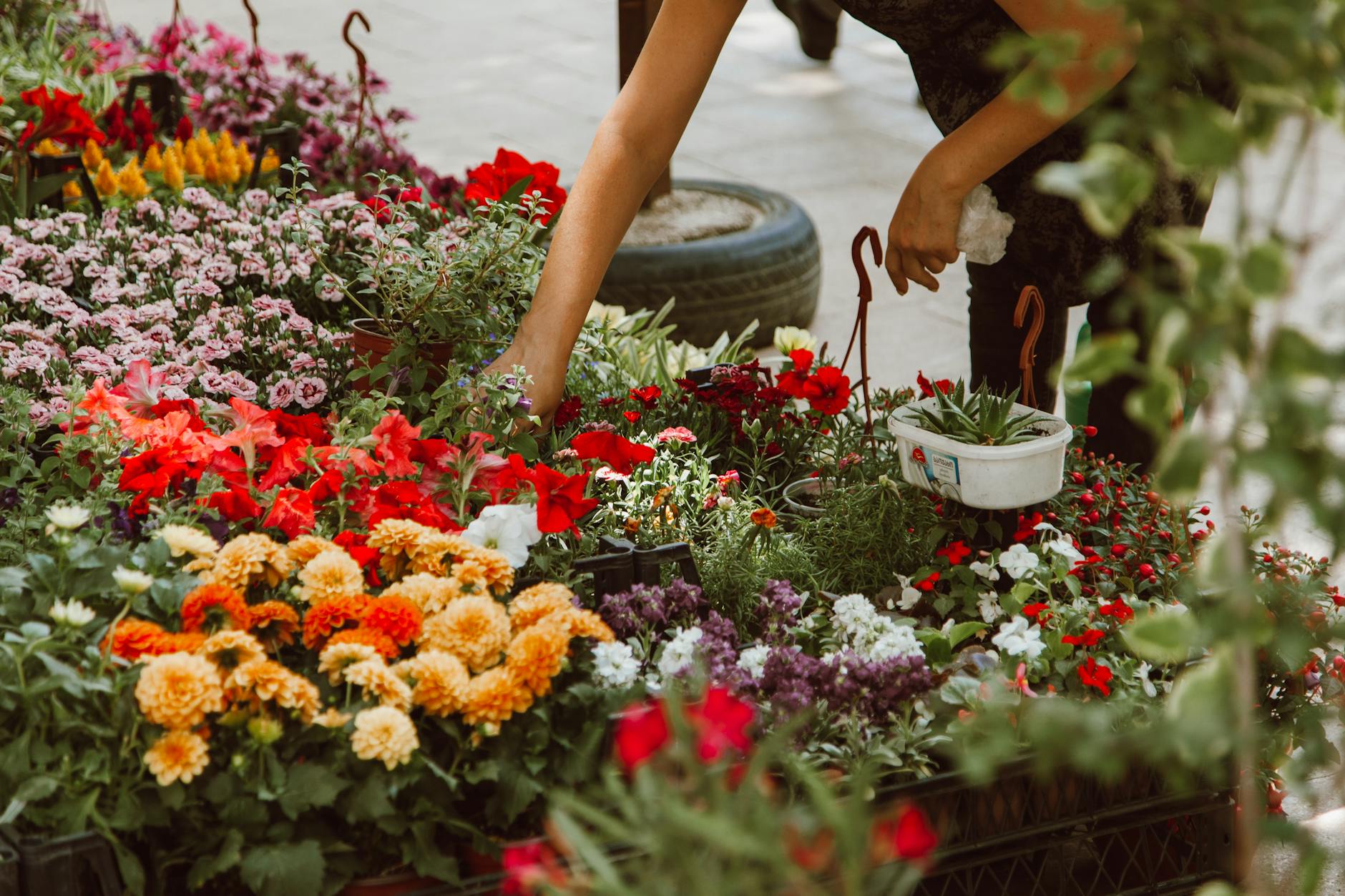 Flower and plant stall at Moreton-in-Marsh market