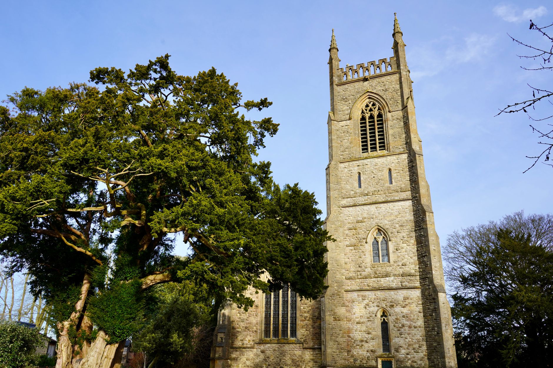 Ancient yew tree beside an old stone church in a Cotswold churchyard