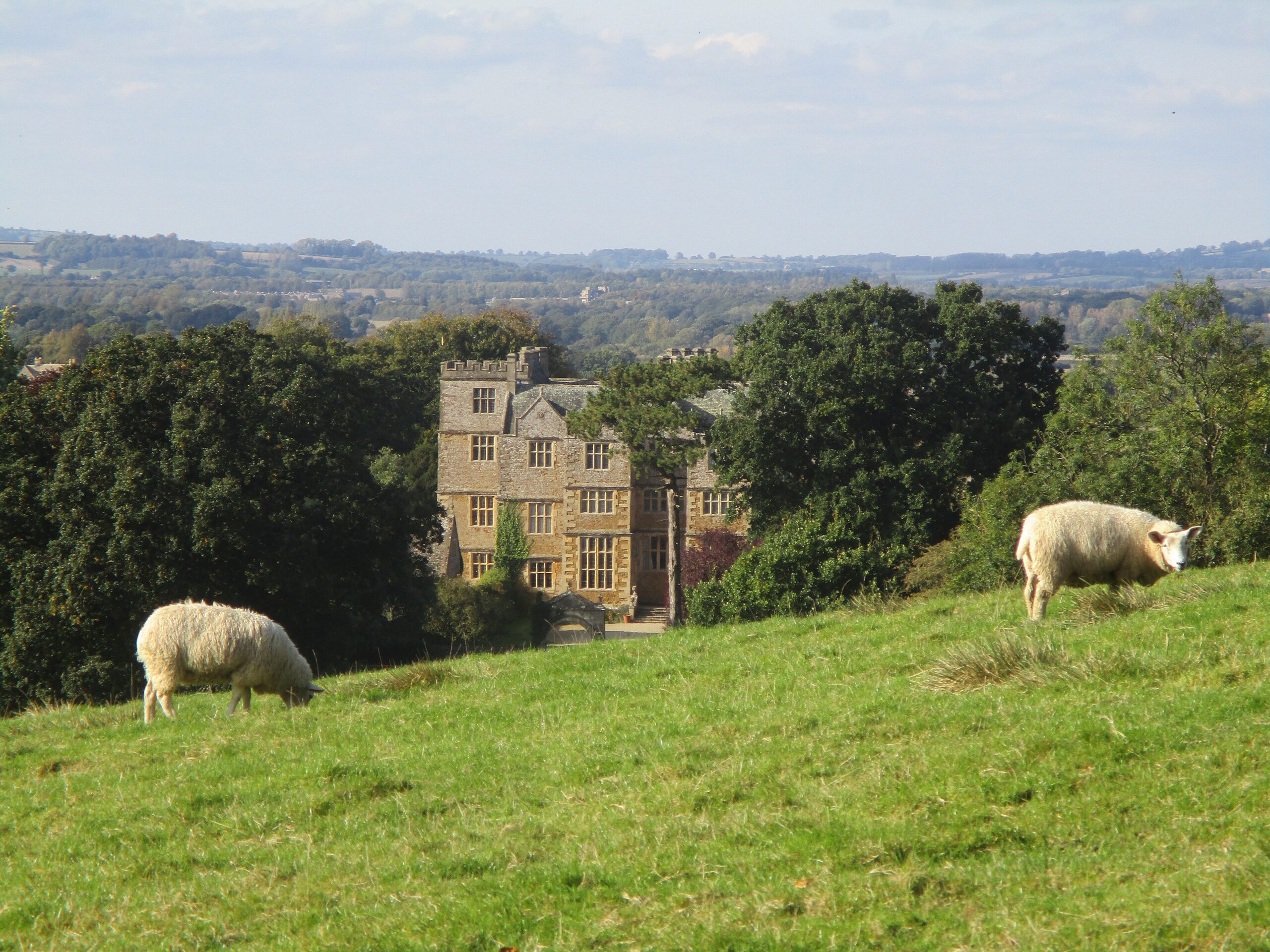 Chastleton House, a tall Jacobean stone manor among trees, seen from a hillside pasture with two sheep grazing in the foreground