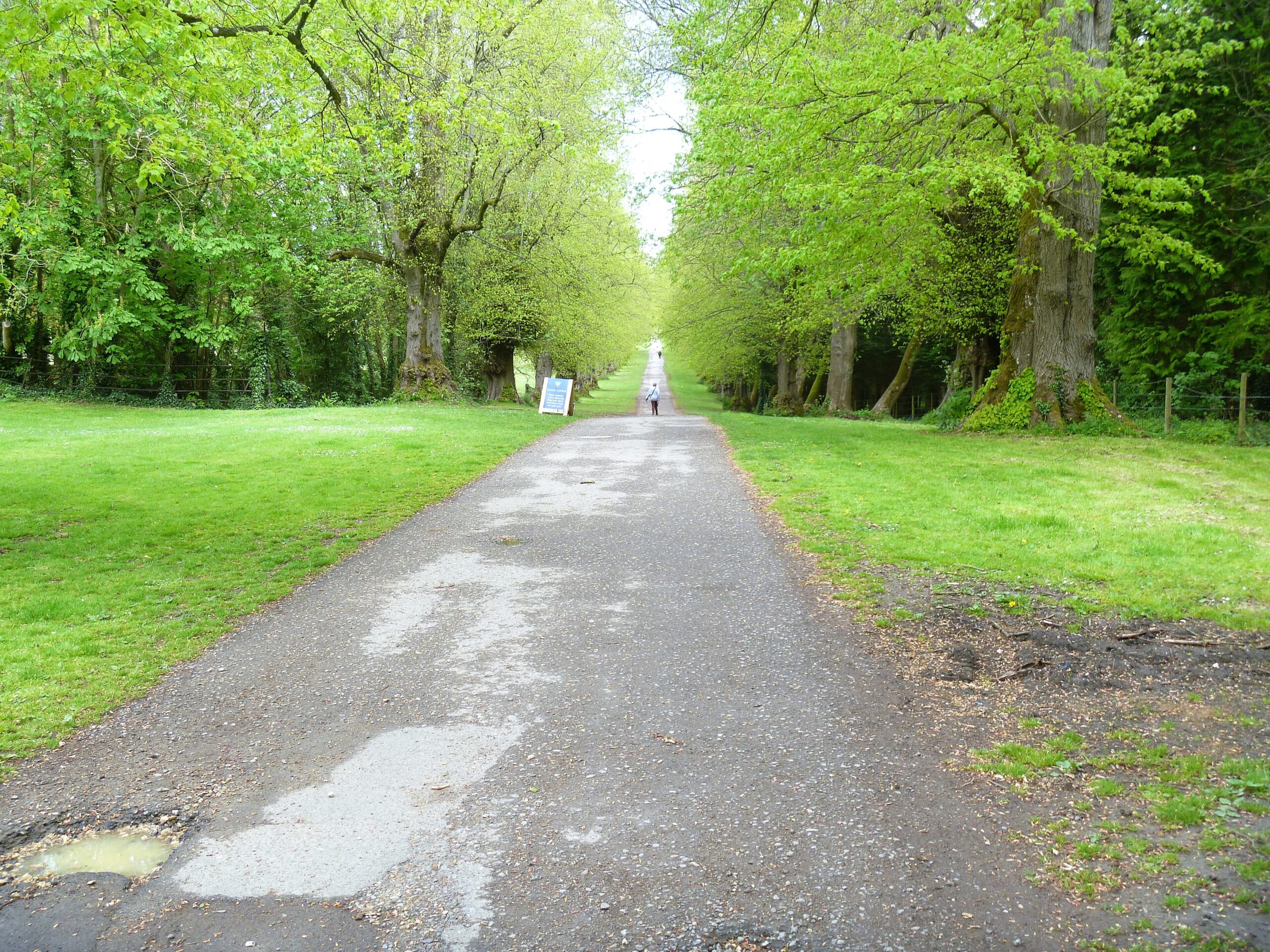 A long straight tree-lined ride running away through Cirencester Park with walkers in the distance
