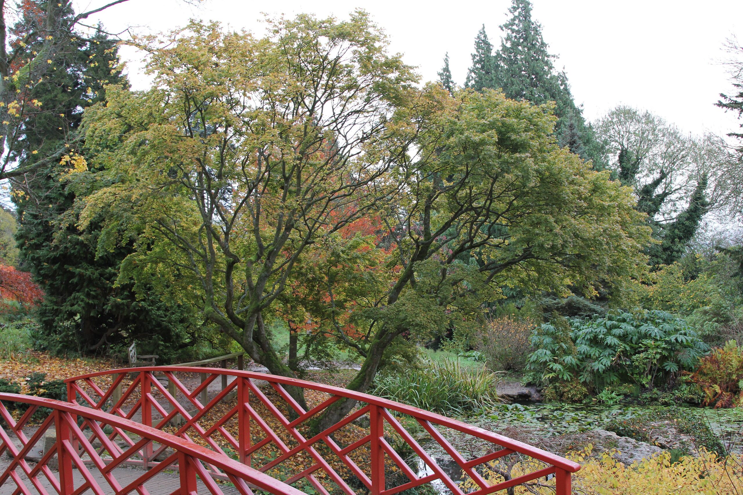A red-painted Japanese-style footbridge in front of maples turning orange and red at Batsford Arboretum