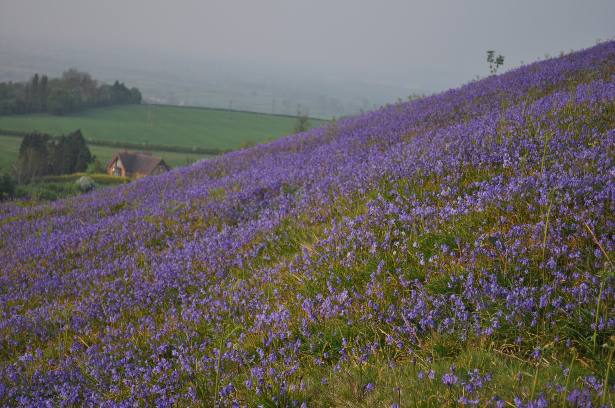 A hillside thick with bluebells on Cam Peak, with green fields, farm buildings and a misty vale below