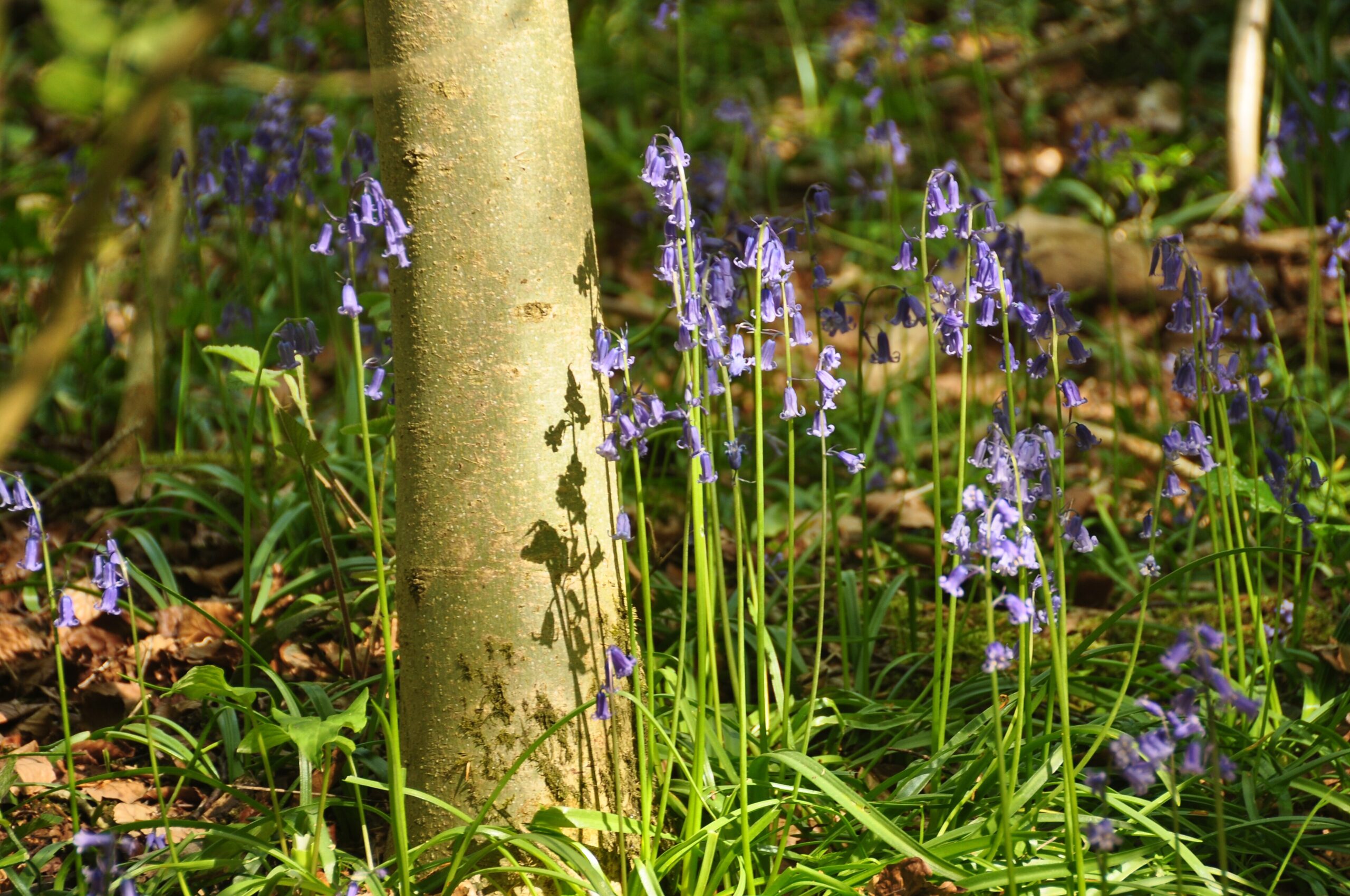 Close-up of nodding bluebell stems beside the pale trunk of a young tree, with sunlit leaf litter behind