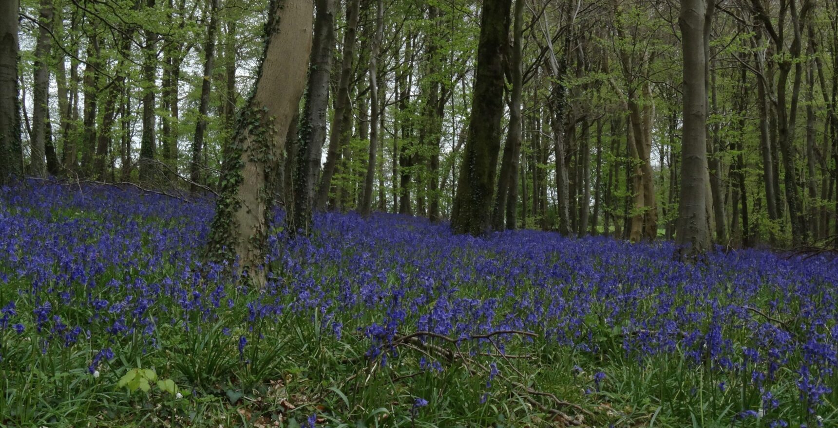 A dense carpet of bluebells beneath tall beech trees at Rough Park above Prinknash in the Cotswolds