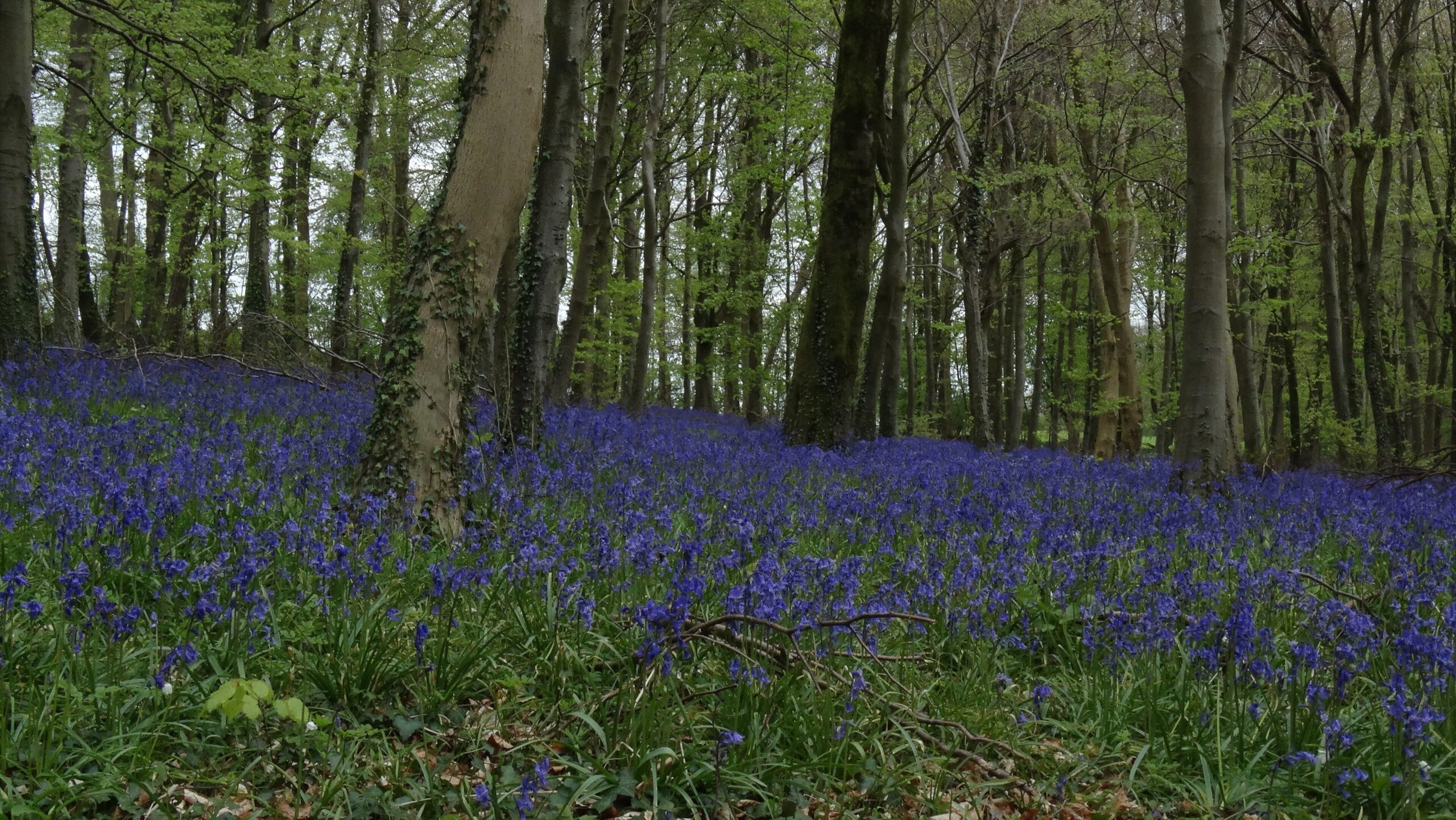 A dense carpet of bluebells beneath tall beech trees at Rough Park above Prinknash in the Cotswolds