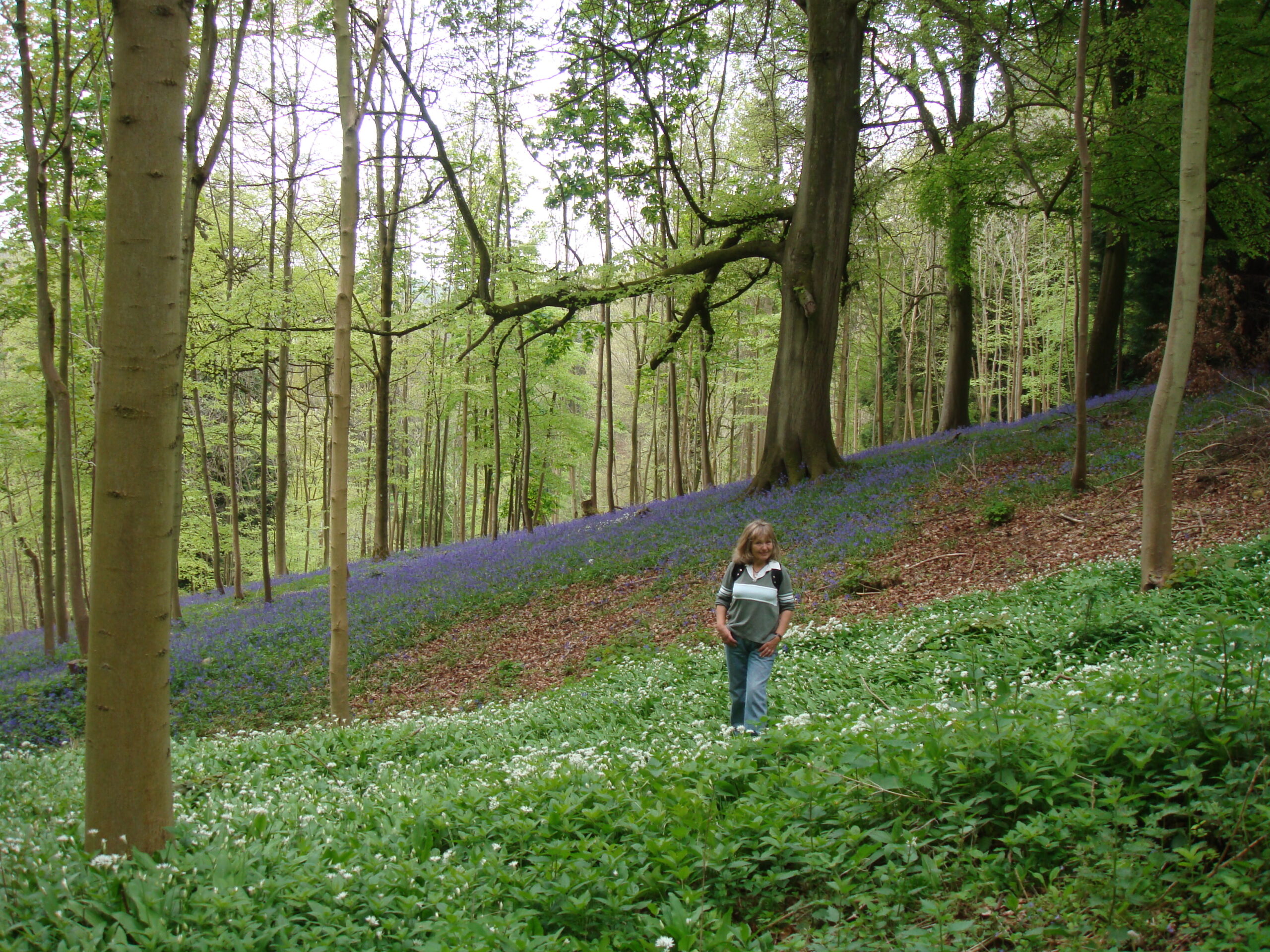 A walker standing among bluebells and white-flowered wild garlic beneath beech trees in a wood near Miserden