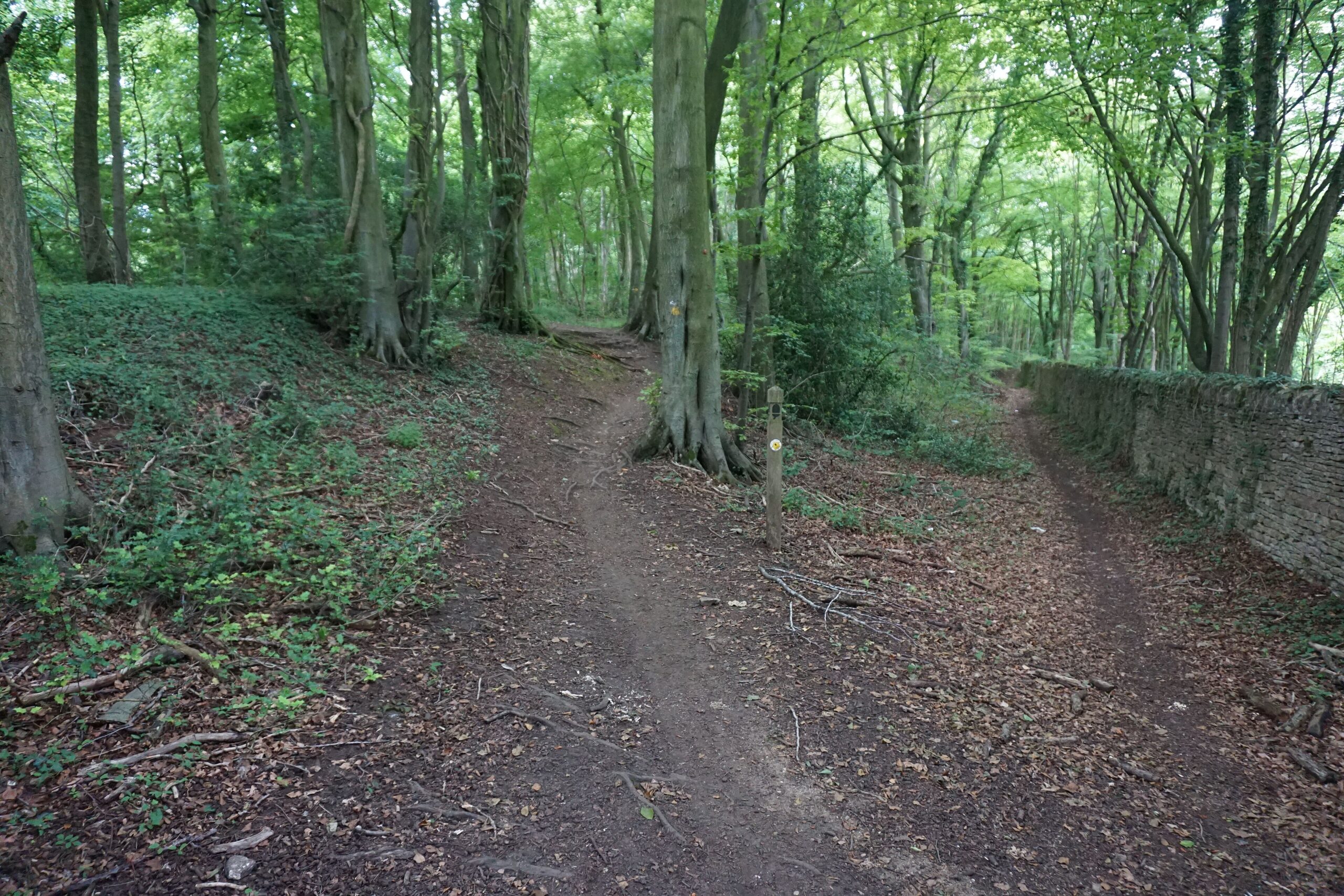 The Cotswold Way footpath running between tall beech trees and a moss-covered dry-stone wall in Buckholt Wood