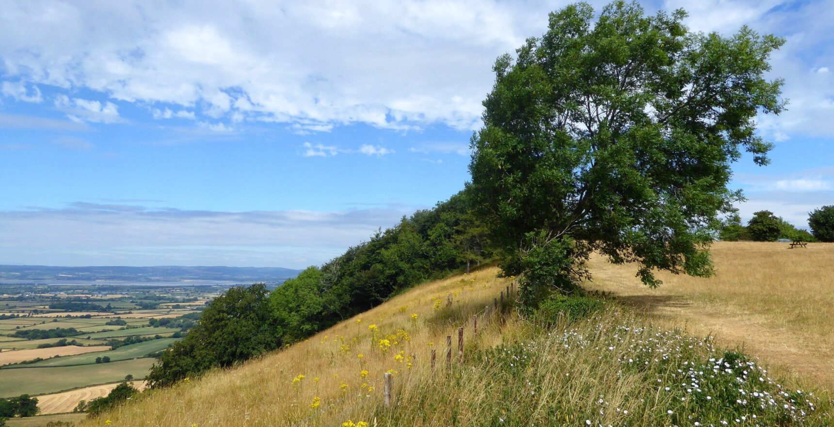 Summer grassland with yellow and white wildflowers sloping down past a lone tree at Coaley Peak, with the Severn Vale spread out below
