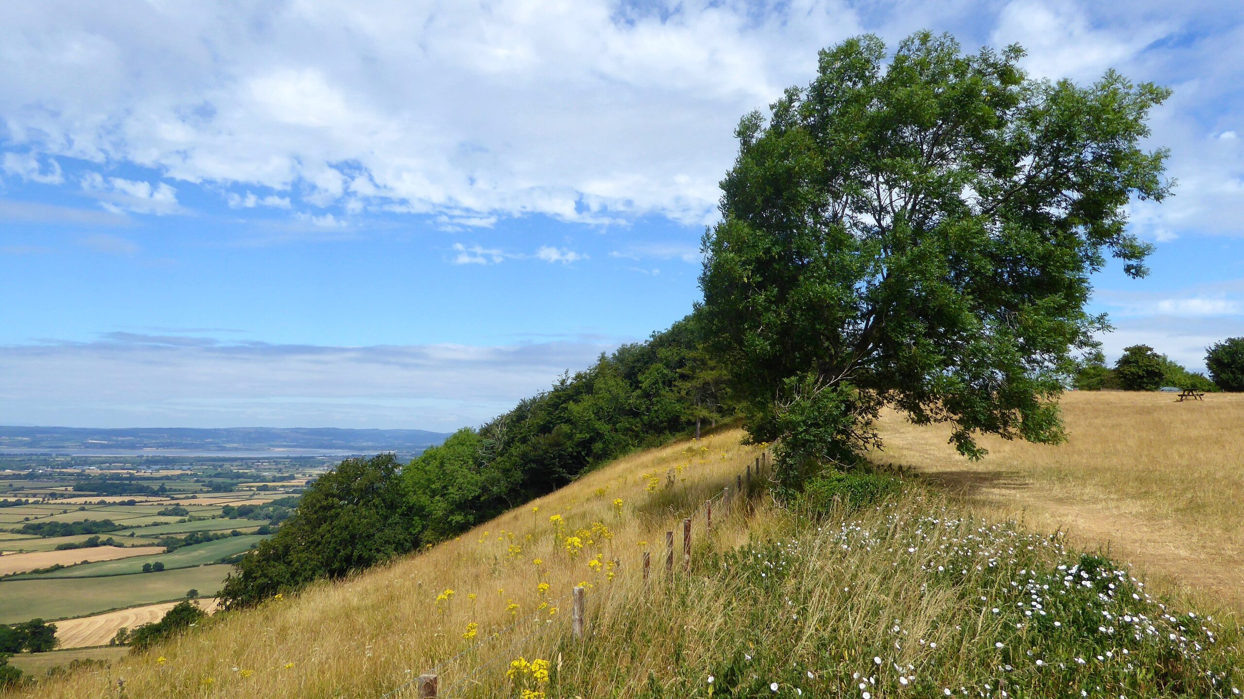 Summer grassland with yellow and white wildflowers sloping down past a lone tree at Coaley Peak, with the Severn Vale spread out below