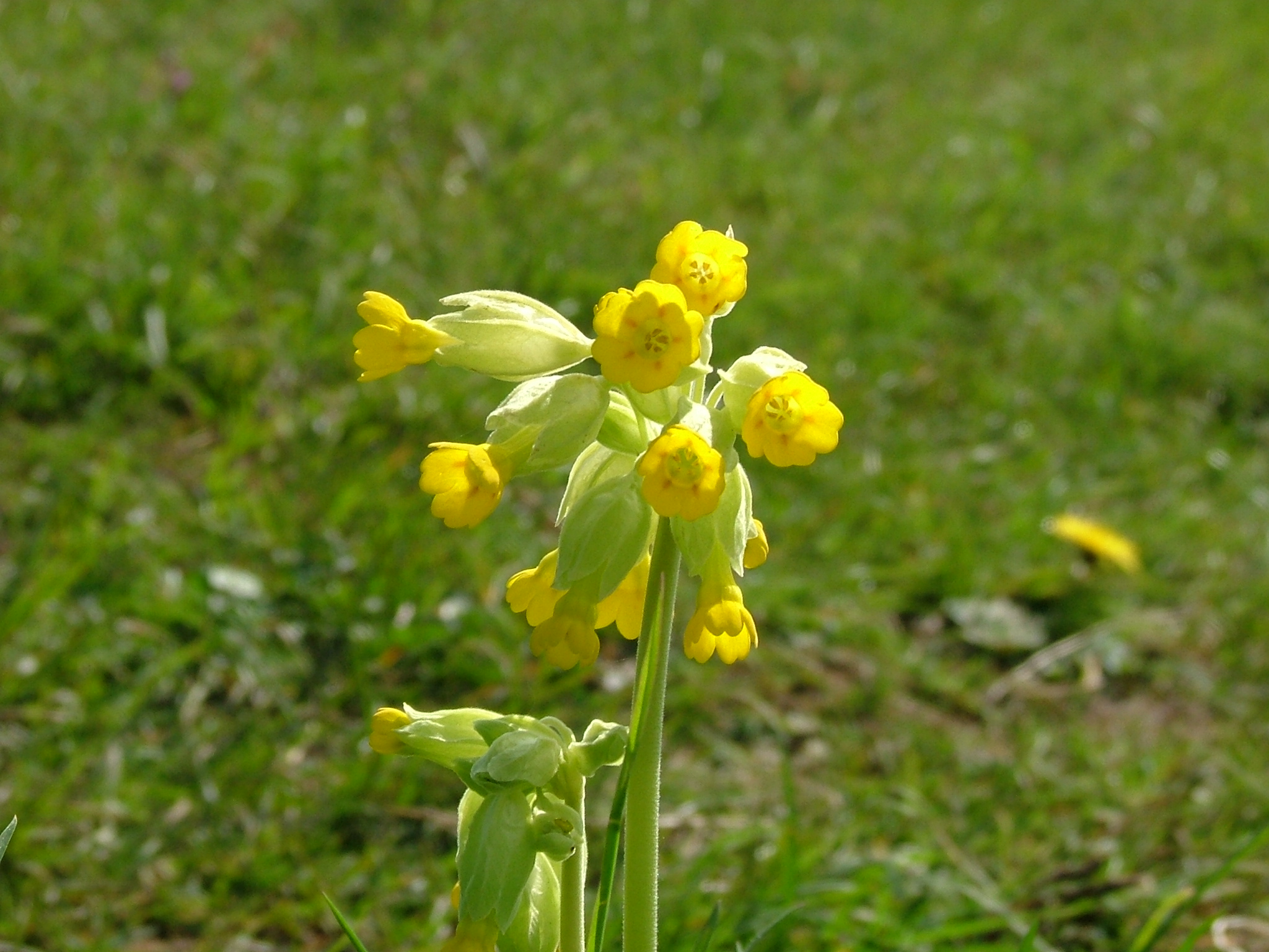 A single cowslip with a cluster of nodding yellow flowers in short grass on Selsley Common