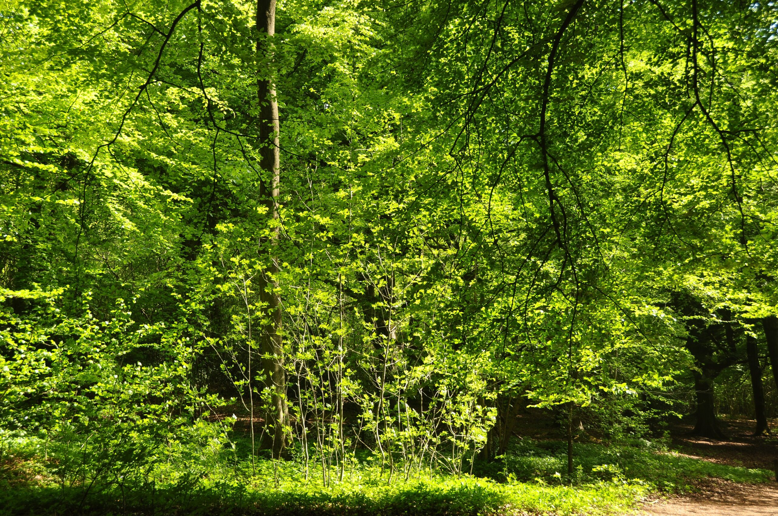Tall beech trees in bright fresh spring leaf above a grassy woodland floor at Crickley Hill Country Park