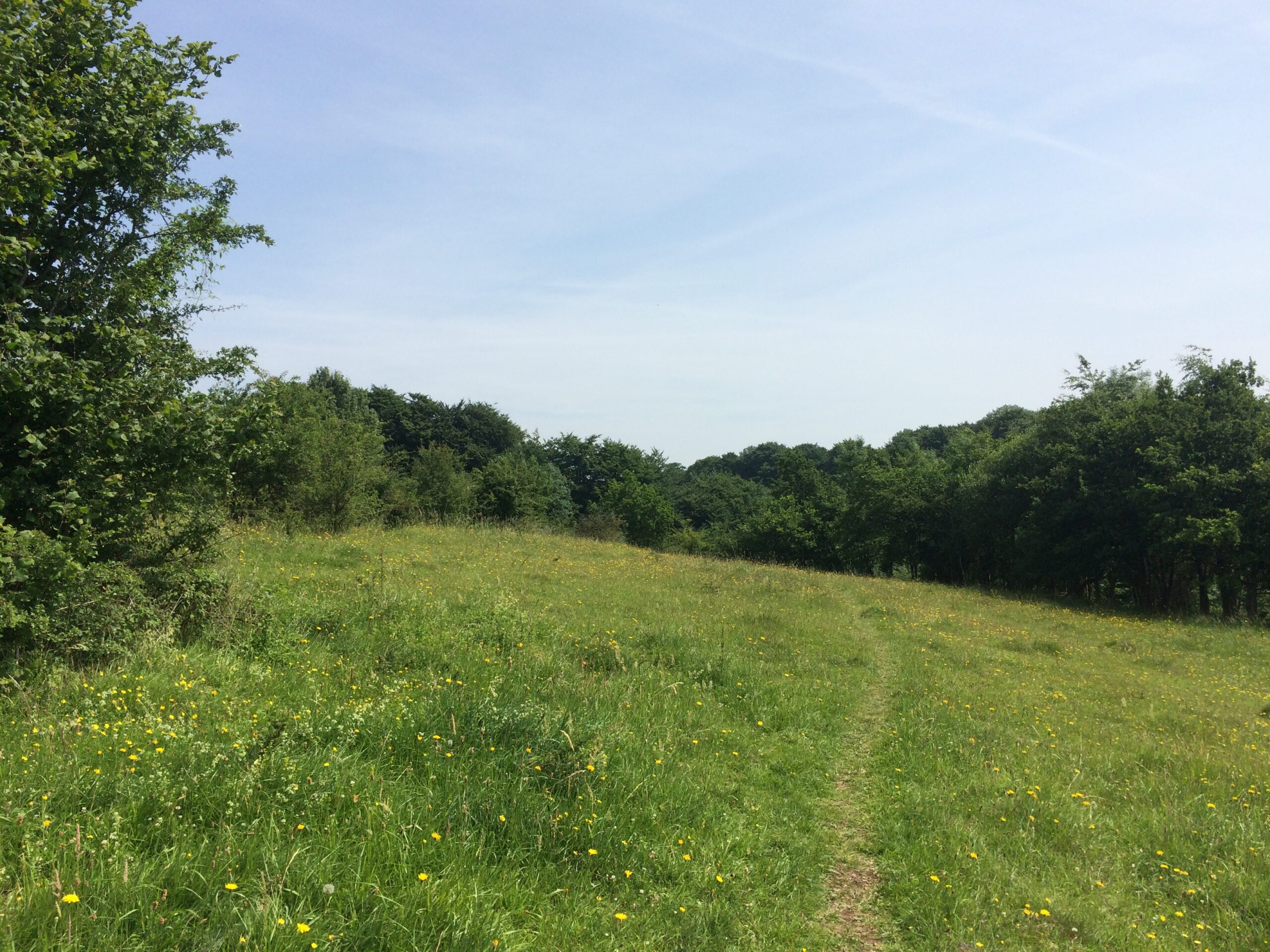 A mown path running up a flower-speckled grassland bank towards a belt of trees at Daneway Banks on a sunny summer day