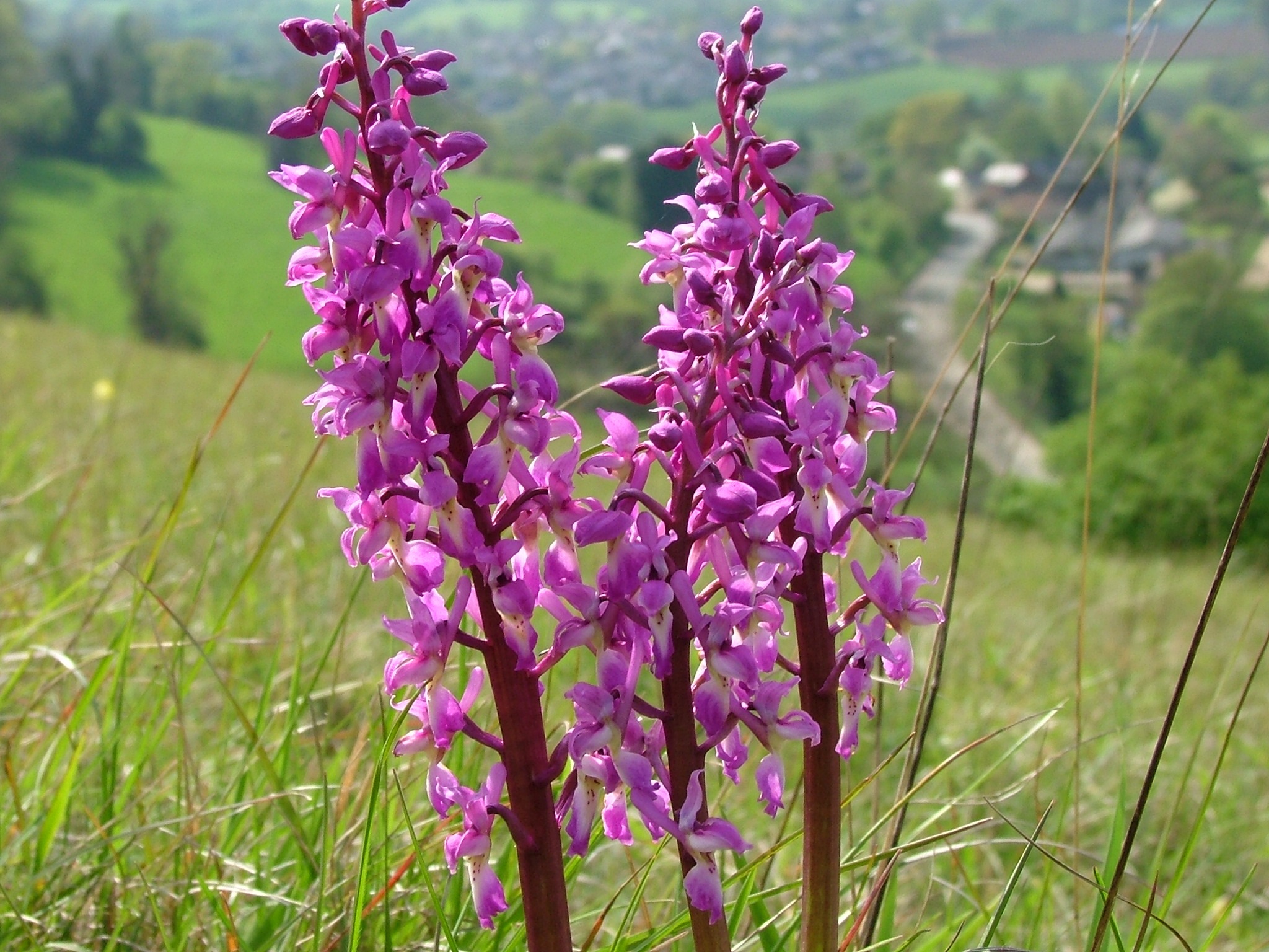 Two spikes of magenta early purple orchids in rough grassland on Selsley Common, with a green valley blurred behind