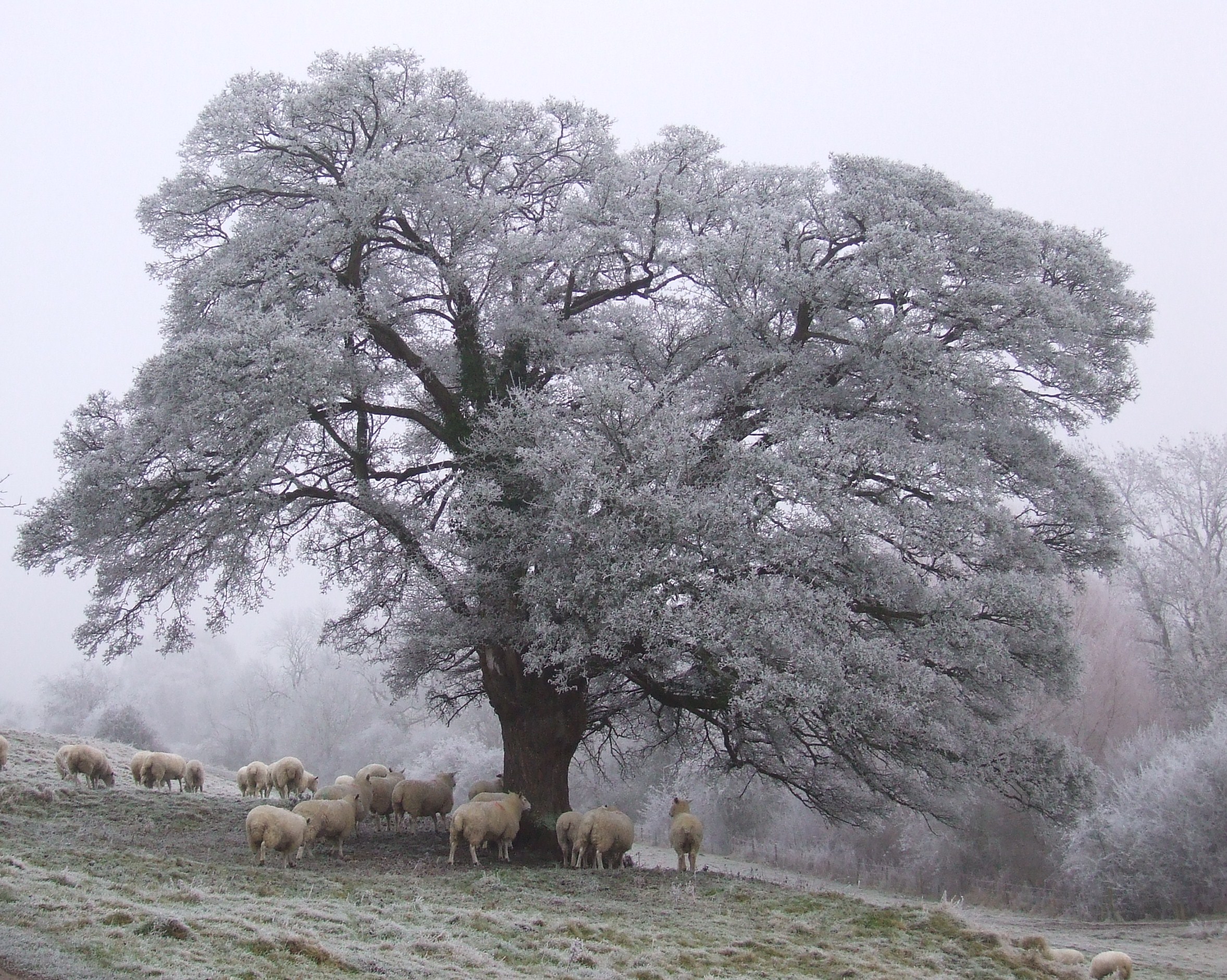 A large tree completely whitened by hoar frost, with sheep gathered beneath it on a misty winter morning