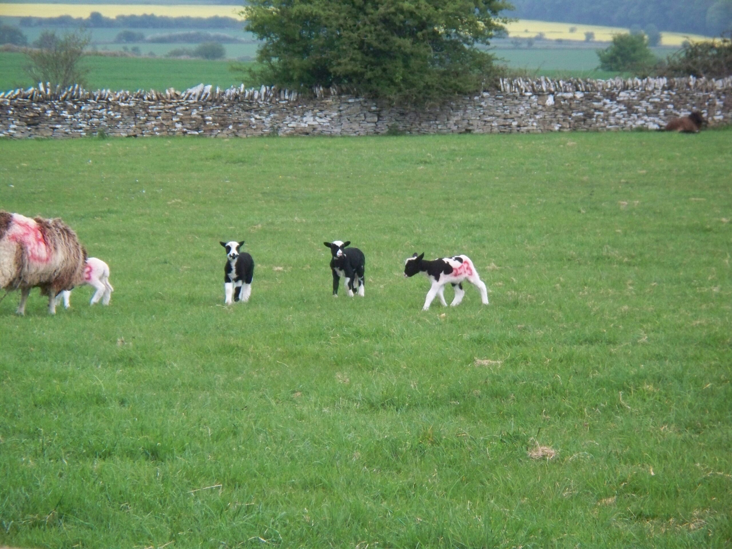 A ewe and three young black-and-white lambs running across a green field bordered by a dry-stone wall at Temple Guiting