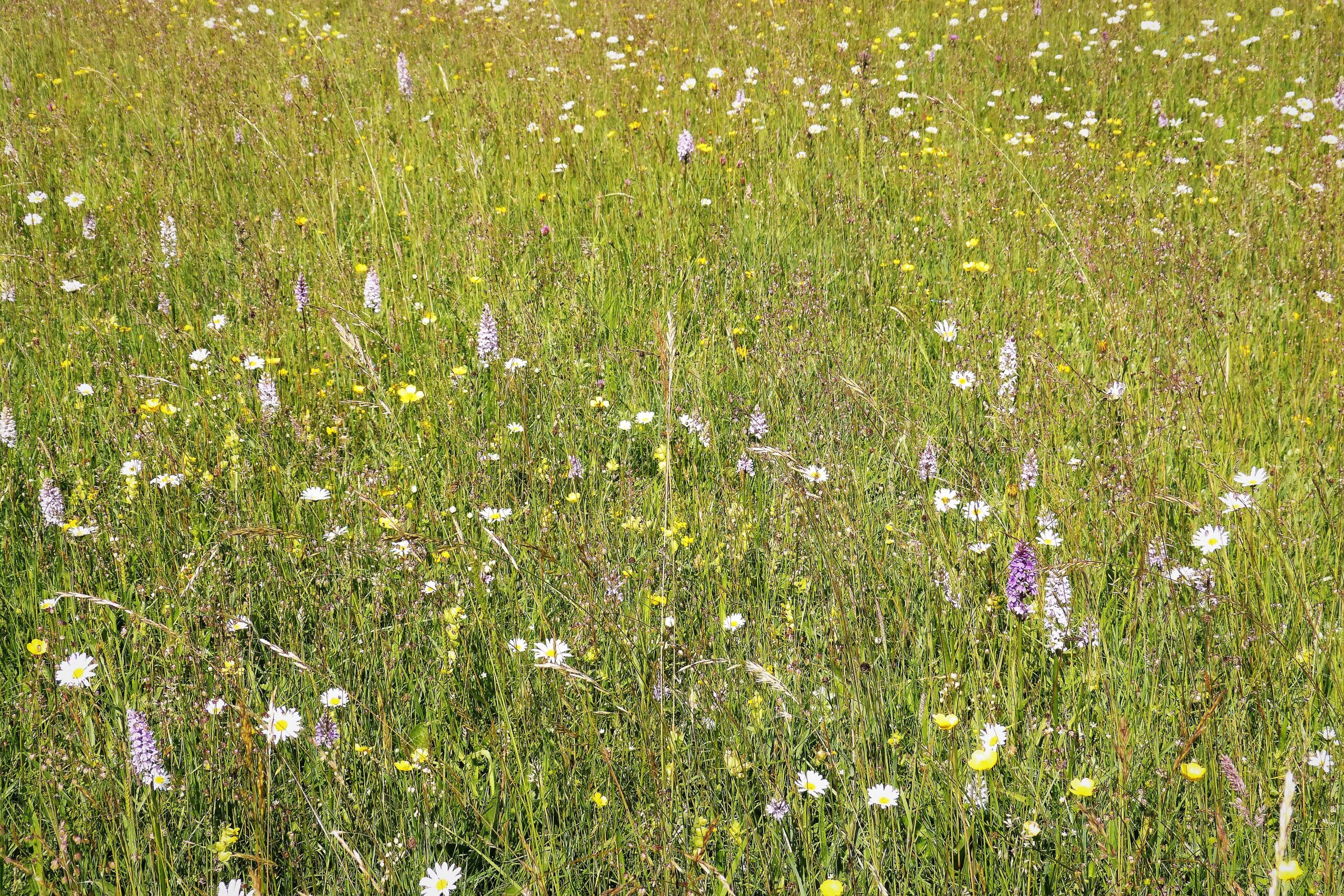 A summer meadow full of pink common spotted orchids, ox-eye daisies and buttercups at Lower Moor Farm