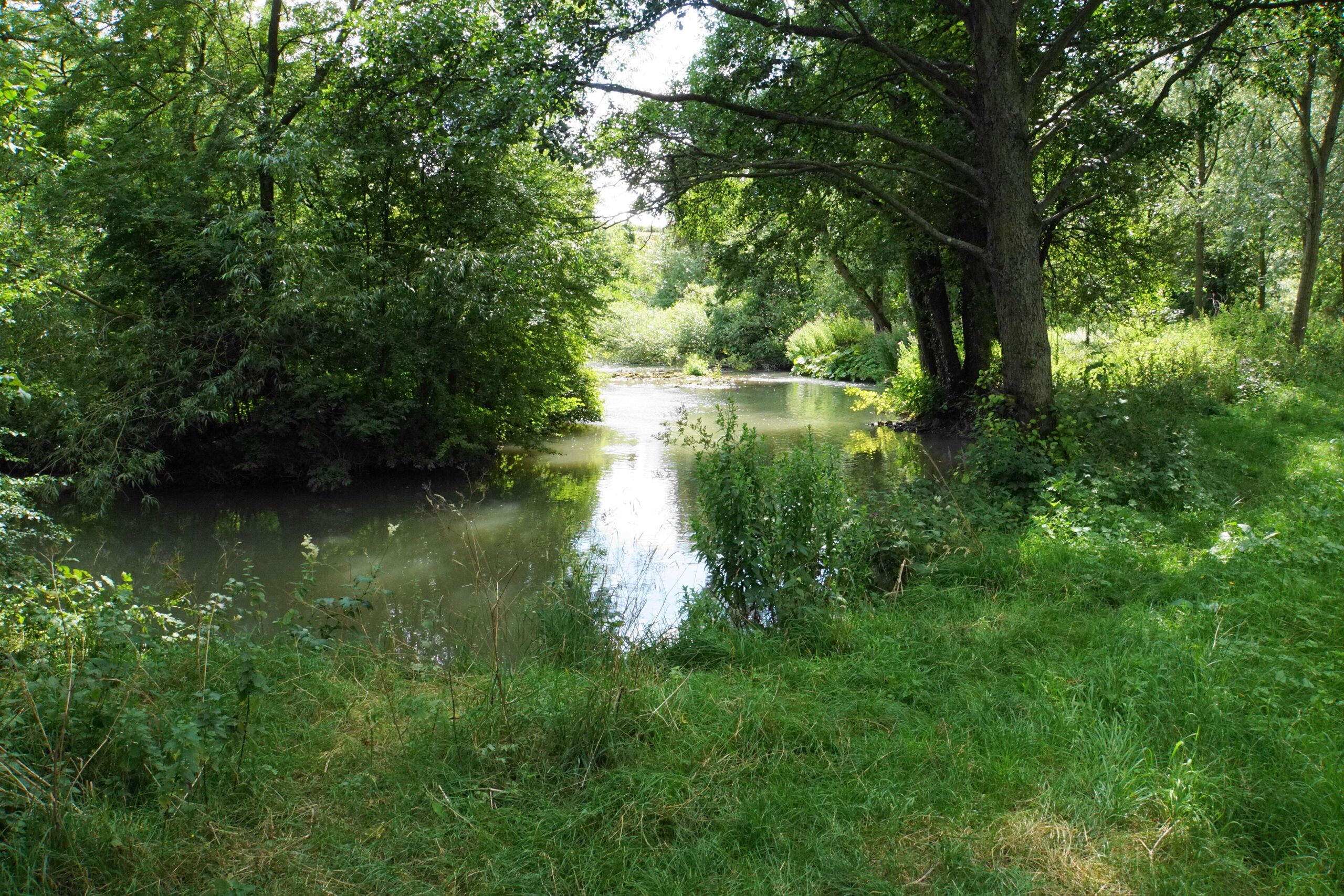 A deep, still stretch of the River Windrush at Widford, overhung by trees with long grass on the bank