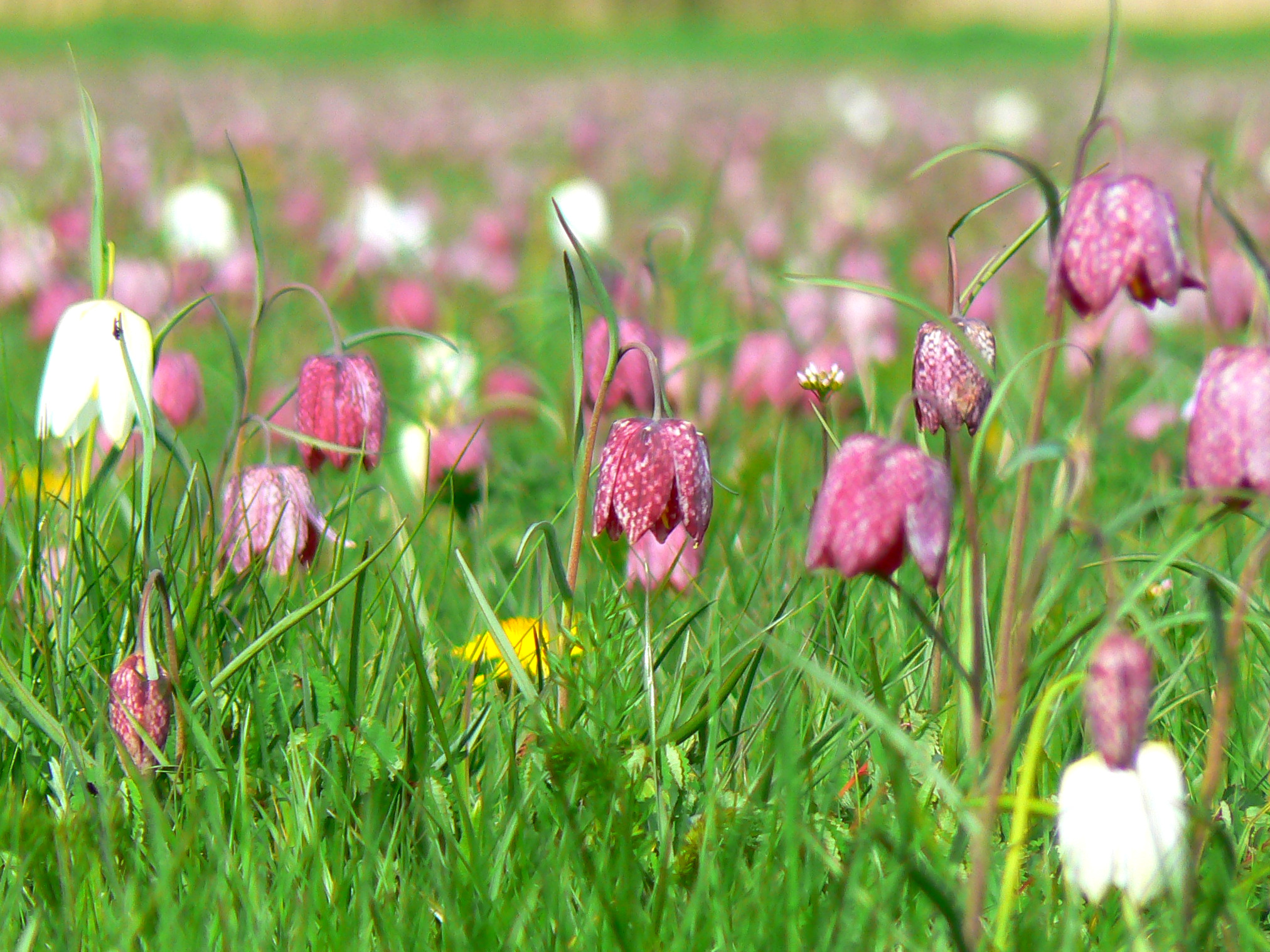 Snake's-head fritillaries with chequered purple and white bells among the grass at North Meadow, Cricklade