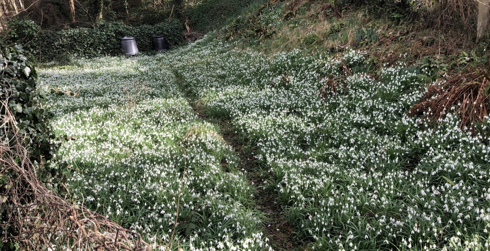 A narrow path running through a thick carpet of snowdrops on a wooded bank in Chalford in late February