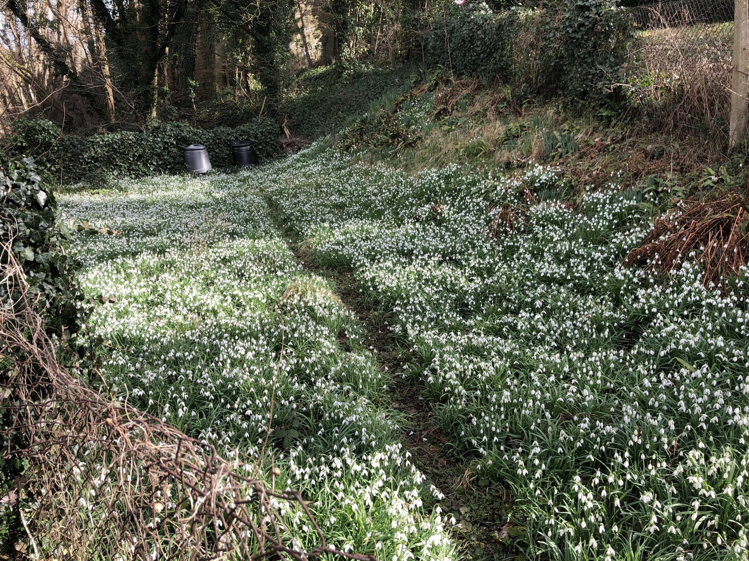 A narrow path running through a thick carpet of snowdrops on a wooded bank in Chalford in late February