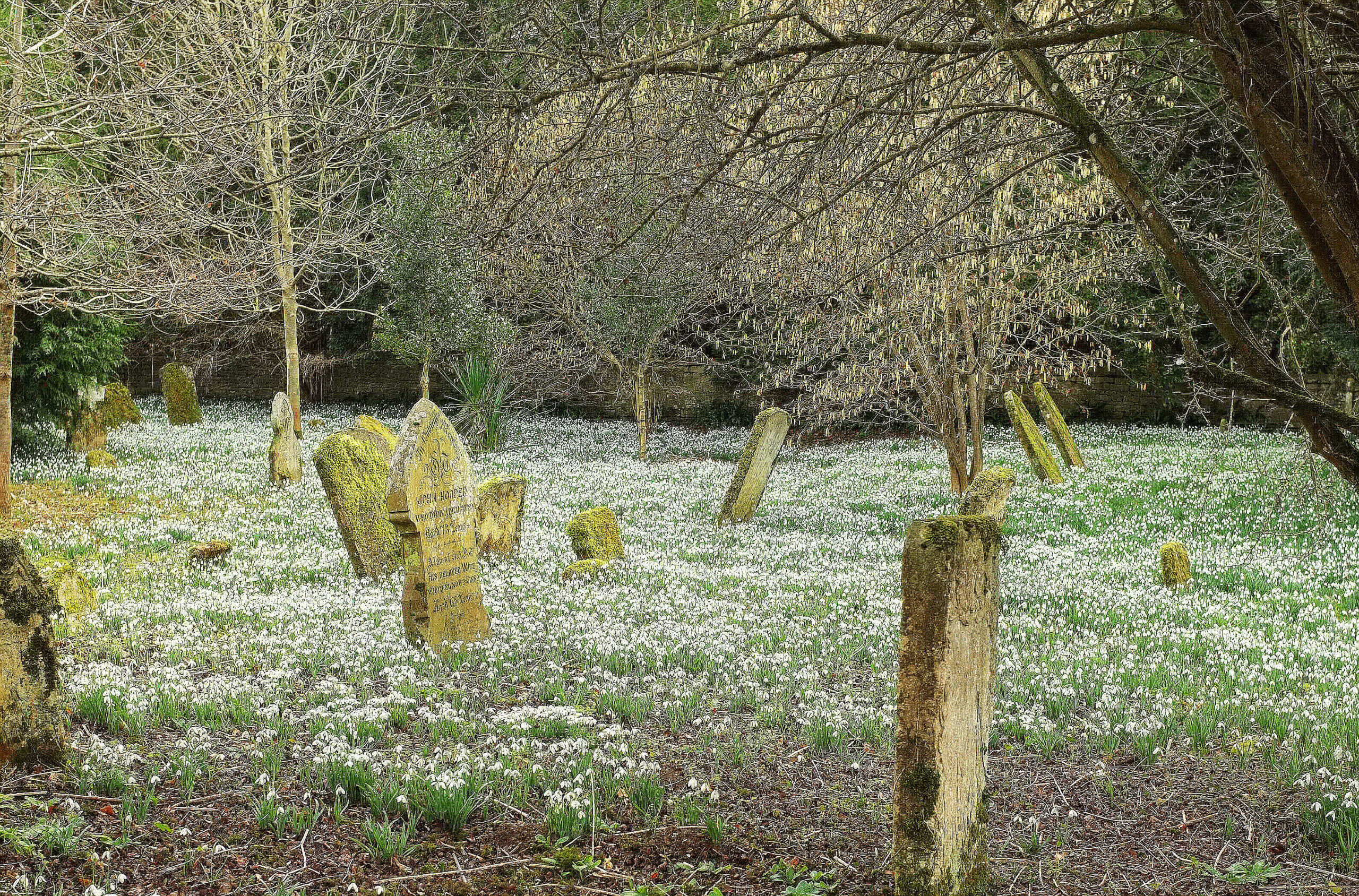 Snowdrops carpeting the ground between old lichen-covered headstones under bare trees in Great Barrington churchyard