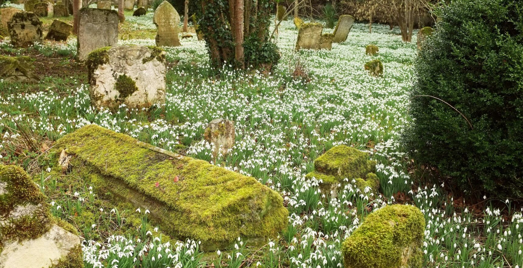 A carpet of snowdrops around moss-covered table tombs and a clipped yew in Great Barrington churchyard