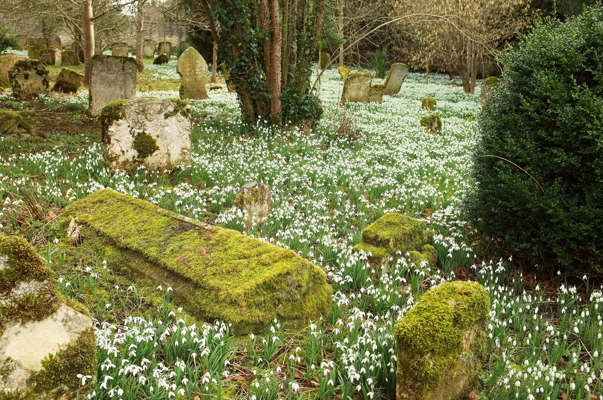 A carpet of snowdrops around moss-covered table tombs and a clipped yew in Great Barrington churchyard