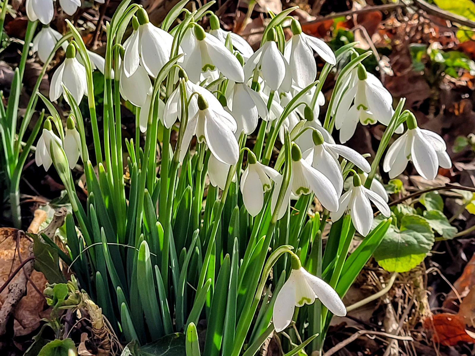 A clump of common snowdrops with their outer petals spread open in bright sunshine