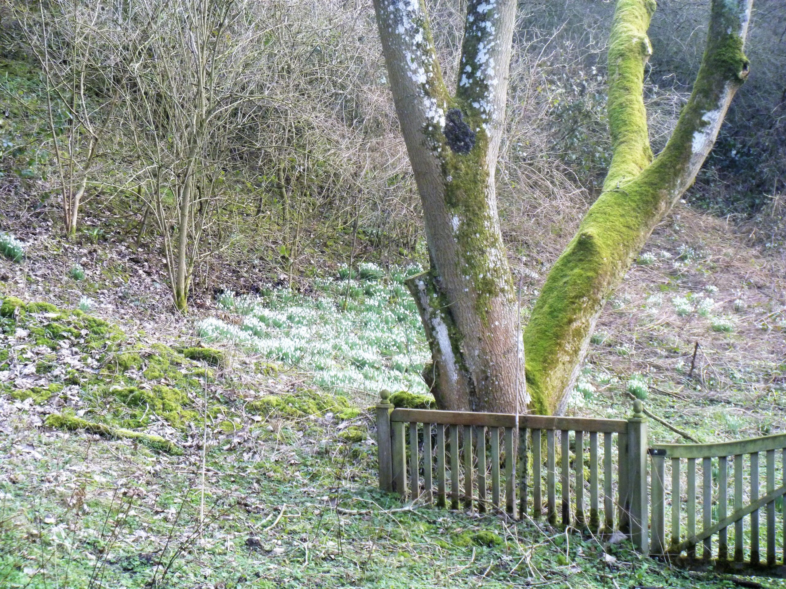 Clumps of snowdrops along the bank of the River Churn beneath a mossy tree near Elkstone