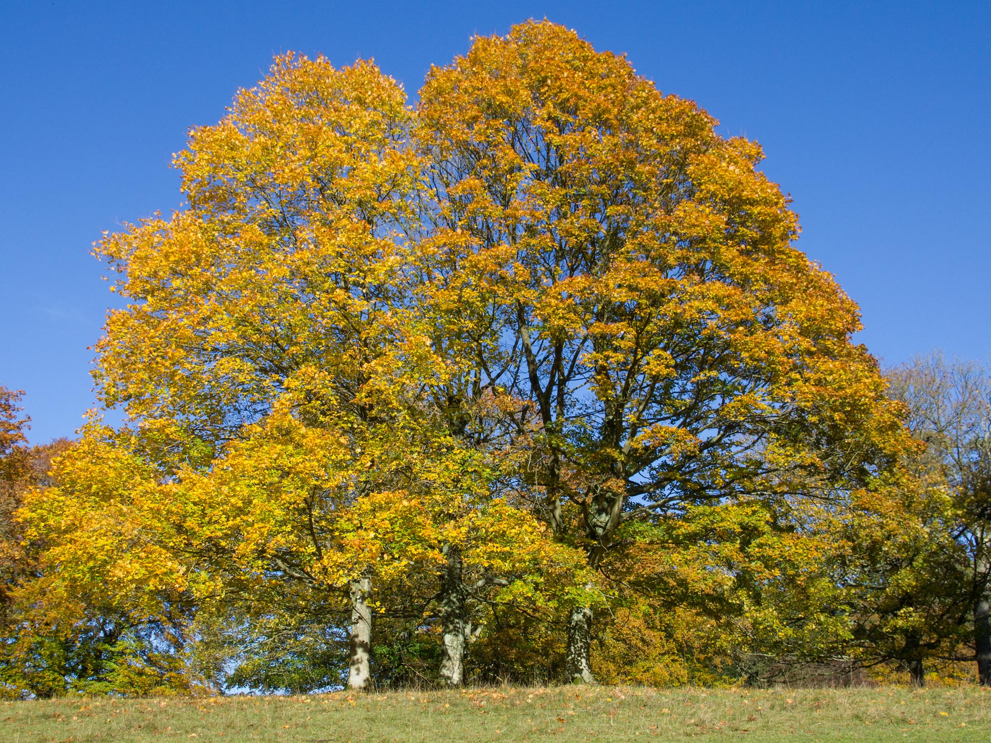 A broad tree in full golden autumn leaf against a clear blue sky at Westonbirt Arboretum