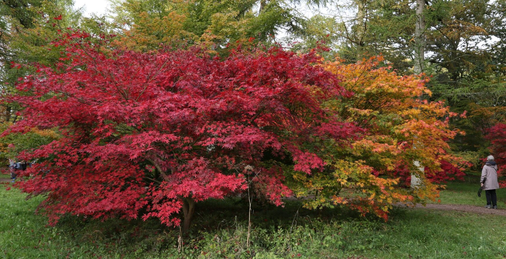 Japanese maples in vivid red and orange beside a path at Westonbirt Arboretum in autumn