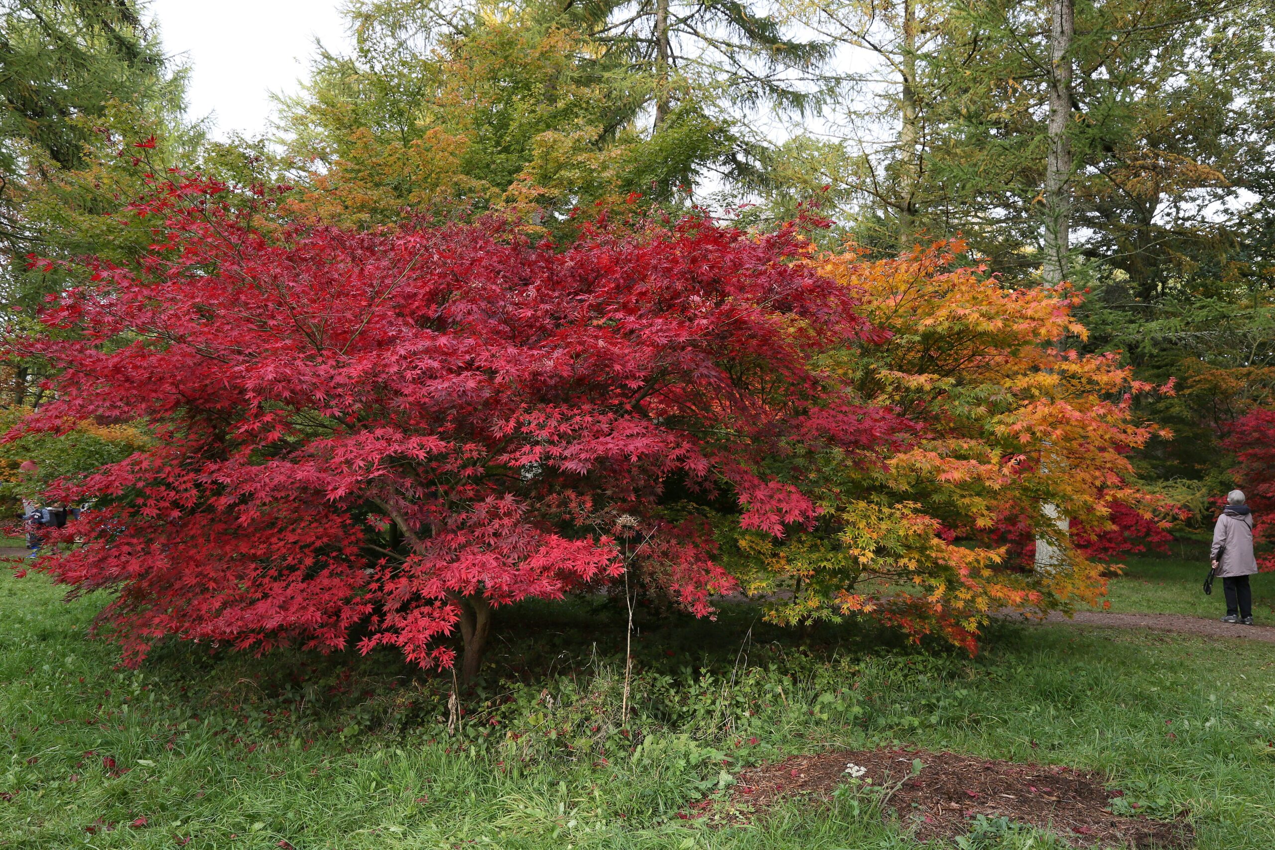 Japanese maples in vivid red and orange beside a path at Westonbirt Arboretum in autumn